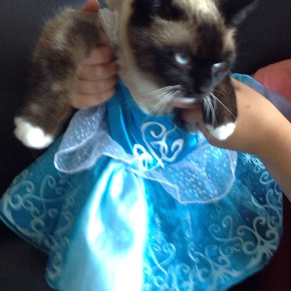 Meet your Posher, Katie - Picture 1 of 1